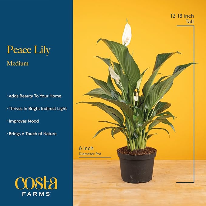 Costa Farms Peace Lily Live Plant in Decorative Plant Pot, Air Purifying Flowering Indoor Houseplant, Perfect for Home, Room, or Office Decor, Great House Warming or Birthday Gift, 14-24 Inches Tall
