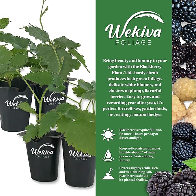 Sweetie Pie BlackBerry Plant - 1 Live Starter Plant - Rubus - Edible Fruit Bearing Bush for Patio and Garden