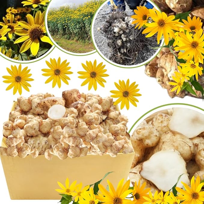 1Lb Jerusalem Artichokes for Planting, Jerusalem Artichoke Tubers, Fresh Sunchokes Sunroots, Hardy Perennial Edible Roots for Outdoor Garden