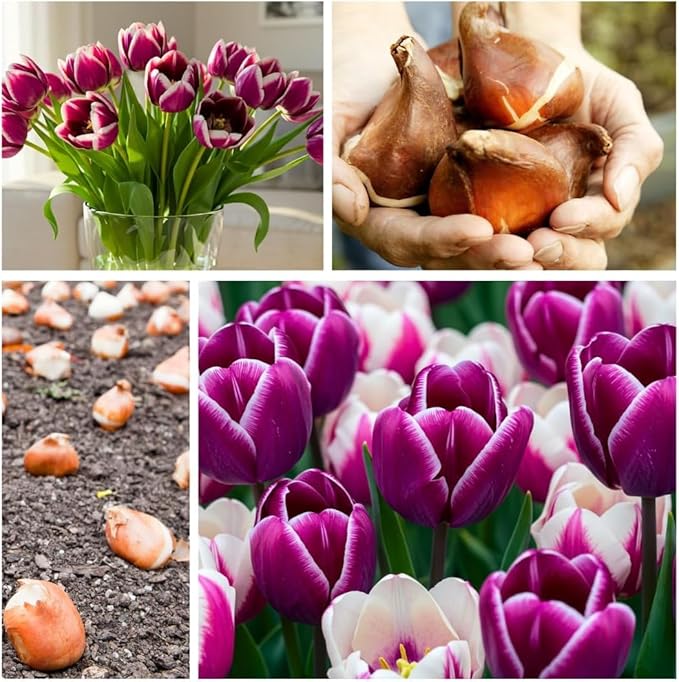 Rainbows Parrot Tulip Bulbs for Planting - Huge Bulbs for Huge Flowers, Grow Huge Rainbow Tulips (10 Bulbs)