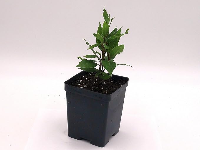 Greenwood Nursery: Live Perennial Plants - Bay Laurel Herb + Laurus Nobilis - [Qty: 1x 2.5 Pot] - (Click for Other Available Plants/Quantities)