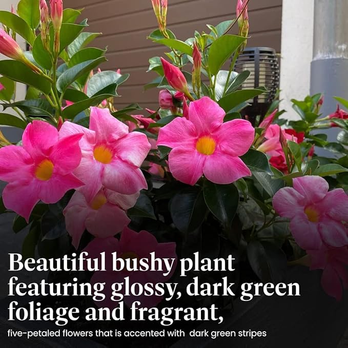 American Plant Exchange Dipladenia Bush 'Pink', 6-Inch Pot, Continuous Blooms, Easy-to-Care Live Plant for Indoor & Outdoor Use, Flowering Shrub Perfect for Landscapes, Container Gardens & Patios