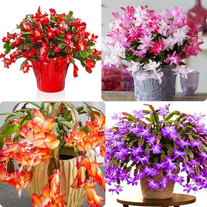 2 Christmas Cactus Plants Live, Starter Holiday Thanksgiving Cactus Plant for Indoor Outdoor Houseplants, Fasle Easter Cactus Plants Like, Cold Hardy, 5-9" in Tall, No Pot (Single Random Blooms)
