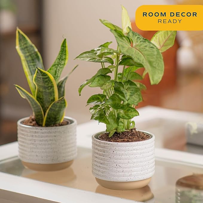 Costa Farms Live Indoor Plant Bundle in Decorative Pots, Easy to Maintain, Air Purifying Indoor Houseplants, Assorted Varieties, Room or Office Decor, House Warming Gift, 8-12 Inches Tall, Pack of 2