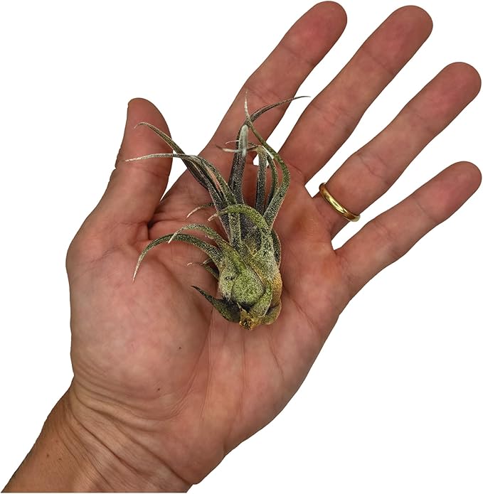 ragnaroc Air Plants - Tillandsia Pruinosa, Large 3-5" - 5ct - Live Arrival Guaranteed - House Plants for Home Decor & Gift