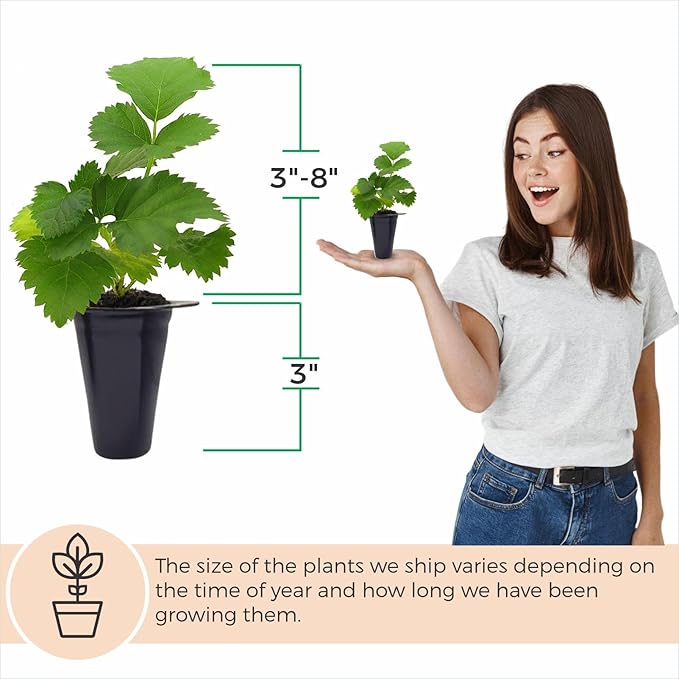 Berry Plant Boysenberry (4 Pack) | Grow Your own Food on Your Edible Organic Garden | Easy to Grow Plants | Edible Fruit Plant for Sustainable Living | Live for Planting |