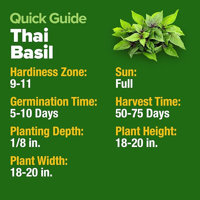 HOME GROWN Thai Basil Seeds Pack - 438 High Germination 𝗡𝗢𝗡-?𝗠𝗢 𝗨𝗦𝗔 Heirloom Herb Seeds for Planting,Ideal for Growing Fresh Basil Planting Indoor or Outdoor(Ocimum basilicum VAR.thyrsiflora)
