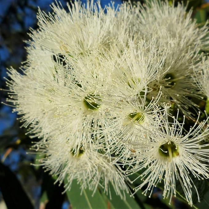 Lemon Eucalyptus (Corymbia citriodora) Live Plant - Fragrant Indoor/Outdoor Plant with Natural Insect Repellent Citronella Oil (2 eucal-Lemon Cups)