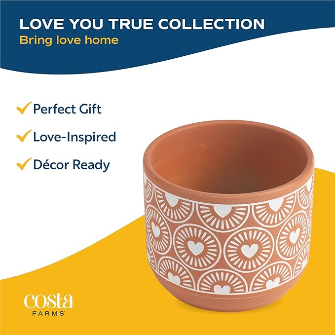 Costa Farms Money Tree Live Plant in Decorative Pot, Air Purifying Indoor Houseplant, Perfect for Home, Room, or Office Decor, Great House Warming or Birthday Gift, 12-16 Inches Tall