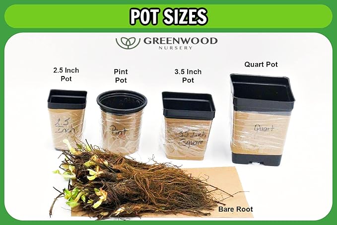 Greenwood Nursery: Live Perennial Plants - Achillea New Vintage Red Yarrow - [Qty: 2X Pint Pots] - (Click for Other Available Plants/Quantities)