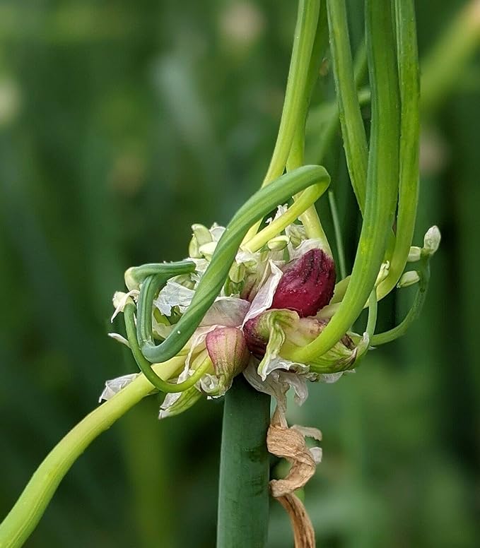 Set 30 Egyptian Walking Onions Bulbs, Large Egyptian Walking Onions Bulbs for Planting, Heirloom Onion Bulb for Planting Outdoors Garden, Perennial and Easy to Plant