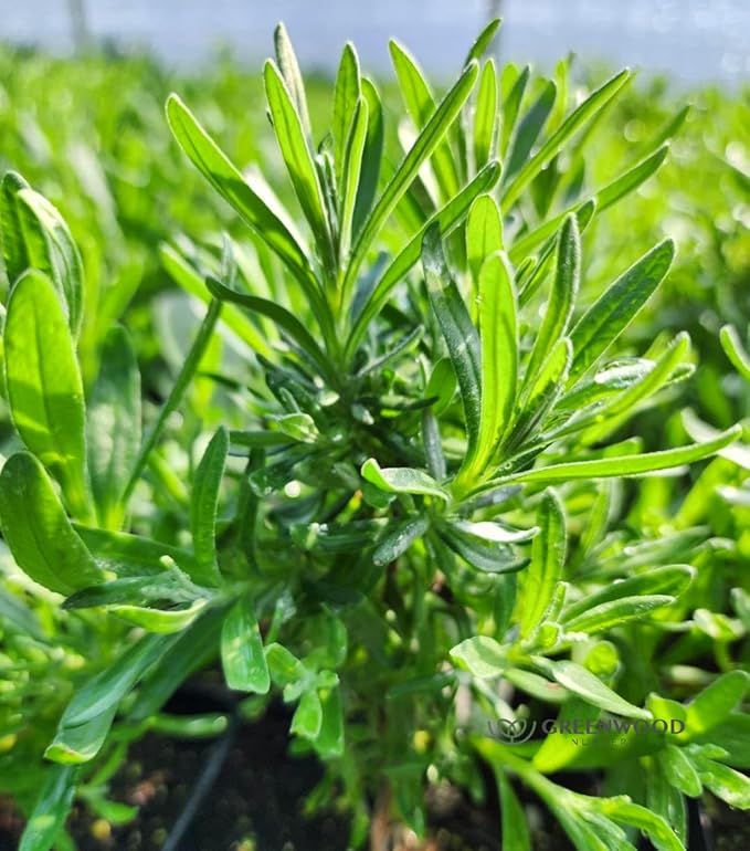 Greenwood Nursery: Live Perennial Plants - Royal Velvet Lavender + Lavandula Angustifolia - [Qty: 1x Pint Pot] - (Click for Other Available Plants/Quantities)