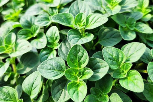 Greenwood Nursery: Live Perennial Plants - Oregano Hot and Spicy + Organum Vulgare - [Qty: 1x Pint Pot] - (Click for Other Available Plants/Quantities)