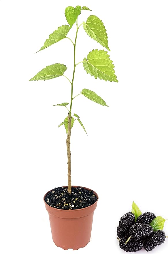 Everbearing Mulberry Tree - Live Plant in a 4 Inch Pot - Edible Fruit Tree for The Patio and Garden