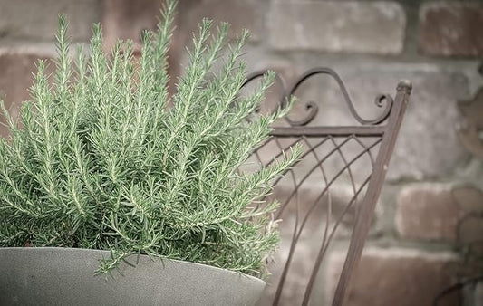 Greenwood Nursery: Live Perennial Plants - Creeping Rosemary + Rosmarinus Officinalis Prostratus - [Qty: 3X 3.5 Pots] - (Click for Other Available Plants/Quantities)