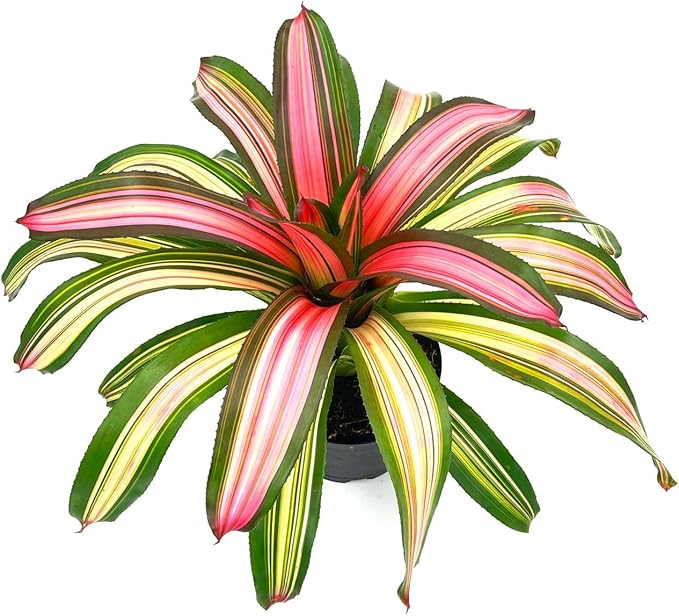 ragnaroc Live Plants – Bromeliad Neoregelia Minerva, 8-12" in 6" Pot - 1ct - Live Arrival Guaranteed - House Plants for Home Decor & Gift