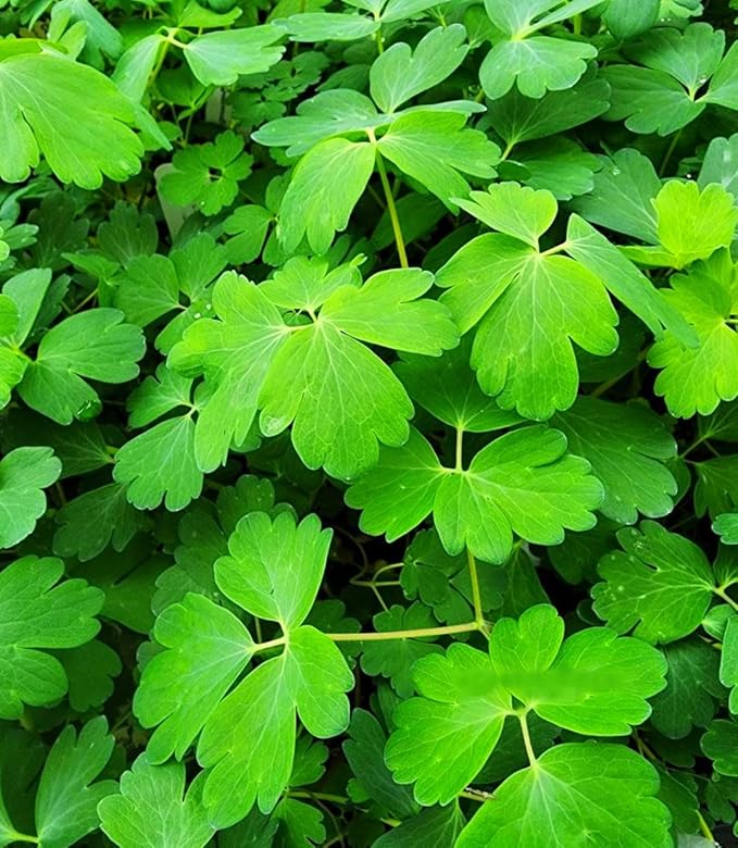 Greenwood Nursery: Live Perennial Plants - Wild Red Columbine + Aquilegia Canadensis - [Qty: 3X Pint Pots] - (Click for Other Available Plants/Quantities)