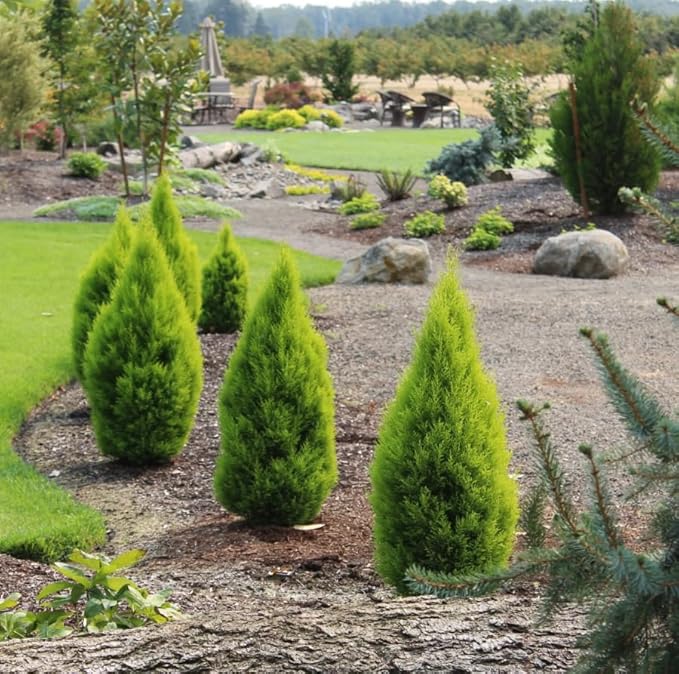 Lemony Christmas Tree. Lemon Cypress 'Goldcrest' (Cupressus Macrocarpa) - Vibrant Yellow-Green Foliage, Citrus Scent, Indoor/Outdoor (4 Cypress-Lemon sacs)