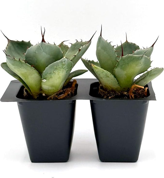2 Agave Parryi | Live Succulents in 2.5-inch Nursery Cubes | Agave Parryi -truncata Variety | Easy-Care Drought-Tolerant Succulent | Featuring Striking Blue-Gray Compact Leaves for Xeriscapes and Home