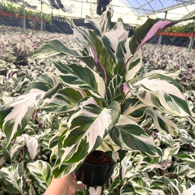 CoollectivePlants Calathea Stella – Live Calathea Plant in 6″ Grower’s Pot, Easy Low Maintenance Indoor Houseplant, Pet Friendly, Includes UniHeat Pack for Winter Protection