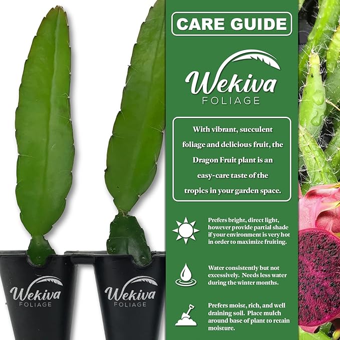 Edgar's Baby Dragon Fruit Tree - 4 Live Starter Plants - Hylocereous Undatus - Edible Tropical Fruit Plant from Florida