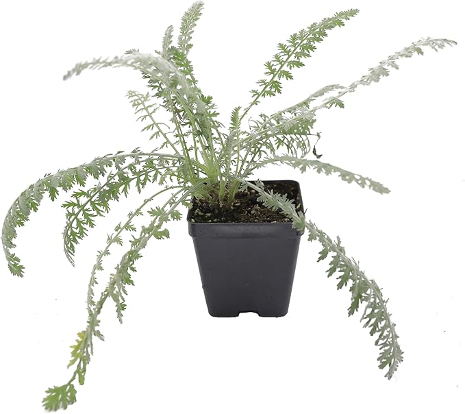 Greenwood Nursery: Live Perennial Plants - Achillea 'Moonshine' Yarrow - [Qty: 1x Pint Pot] - (Click for Other Available Plants/Quantities)