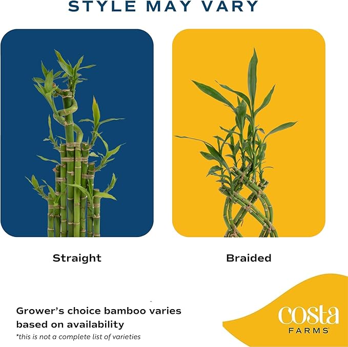 Costa Farms Lucky Bamboo Plant, Easy to Grow Live Houseplant in Indoor Bamboo Pot, Potting Mix, Grower's Choice, Birthday Gift, Home, Office, Plant Shelf Zen Room Decor, 12-Inches Tall