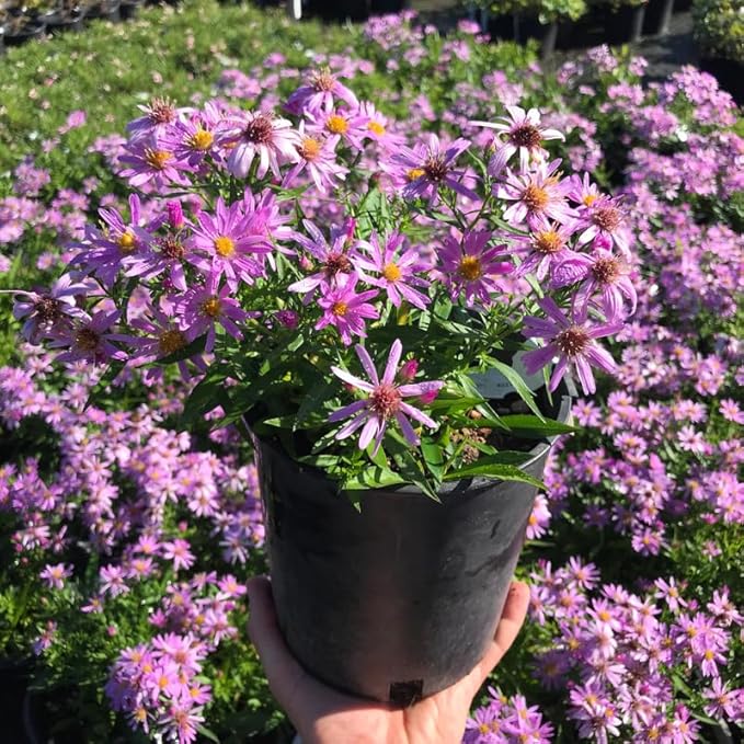 Live Aster Plant for Planting, Vibrant Pink Blooms 4-9 Inch Tall, Hardy and Perennial Aster, Ideal for Container and Outdoor Growing