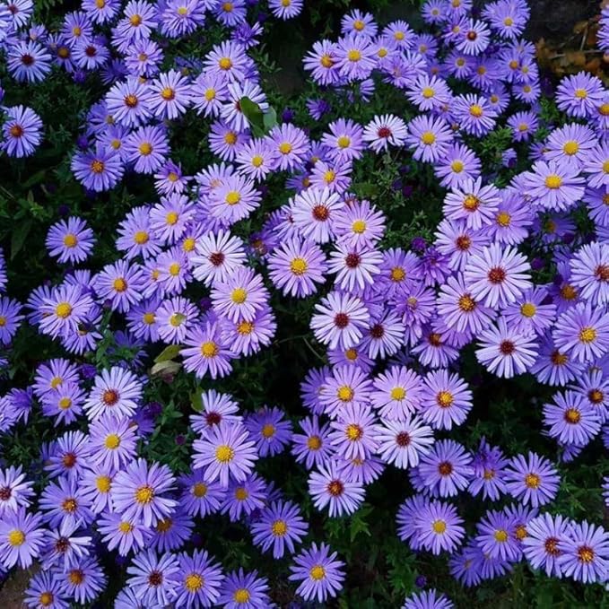 Live Aster Plant for Planting, Vibrant Purple Blooms 4-9 Inch Tall, Hardy and Perennial Aster, Ideal for Container and Outdoor Growing
