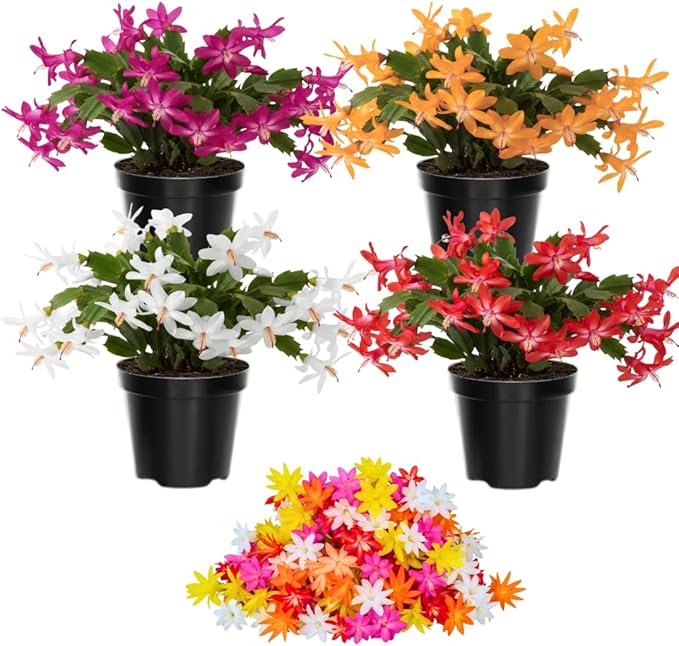 Christmas Cactus Plants Live, Thanksgiving Cactus Easter Cactus Like, 4-8 Inc Tall, Cold Hardy, Holiday Cactus for Indoor Outdoor Planting, Starter Size (Random Single Bloom)