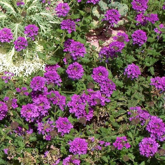 3 Trailing Perennial Purple Verbena Plants, 6-10 Inches Tall Verbena Bushes Shrubs, Well Rooted in Pot
