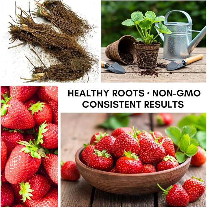 (Best) Jewel Strawberry Plants - Bare Root Plants to Grow Strawberries - Ready to Ship - No Ship to California (20 Strawberry Plants)