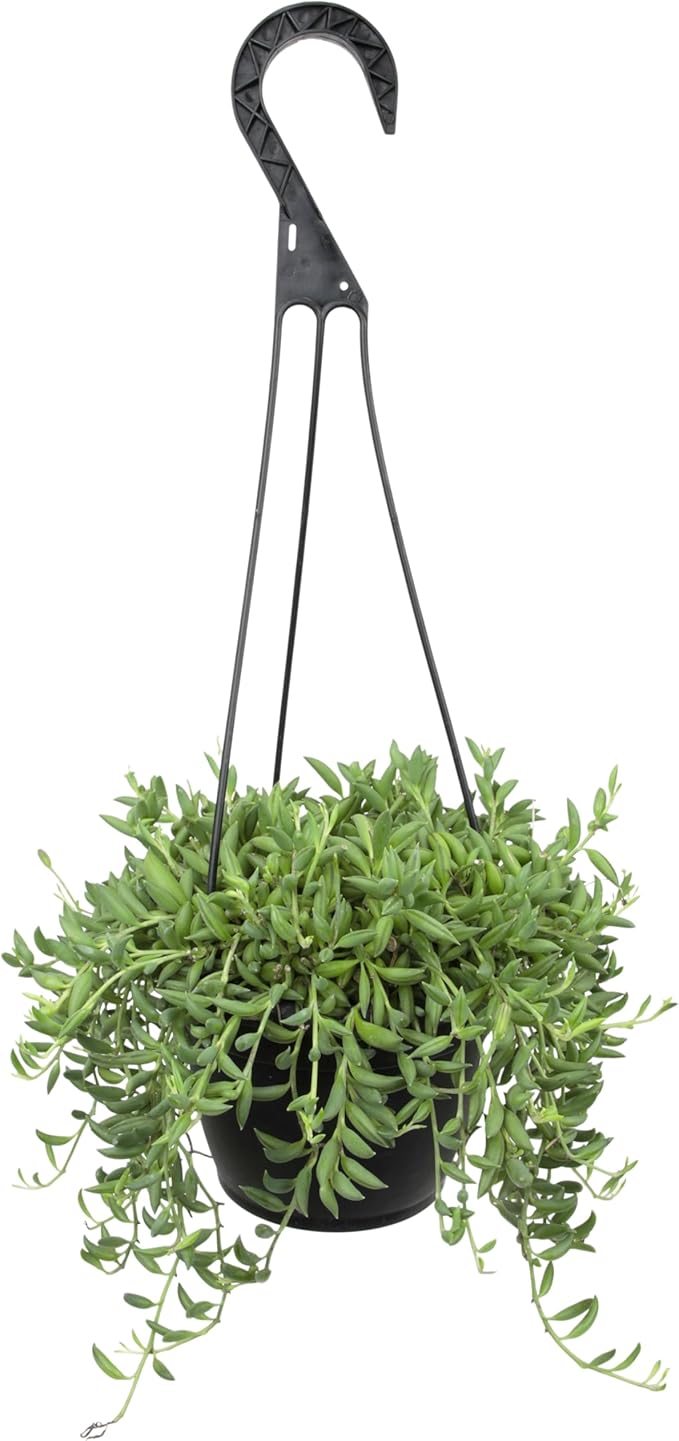 String of Bananas Succulent, Hanging Plants Live Succulents Plants Live Houseplants, Hanging Planter Basket, Mini Succulents Live Plants Indoor Plants in Plant Basket by Plants for Pets