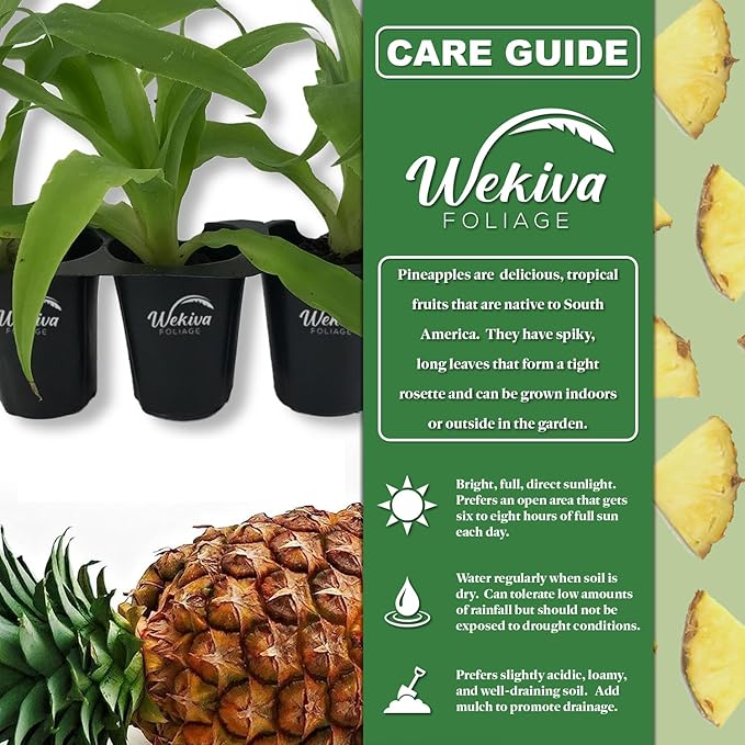 Pineapple Plant Variety Pack - 3 Live Starter Plants - Ananas Comosus - Grower's Choice - Edible and Fruit Bearing for Patio and Garden
