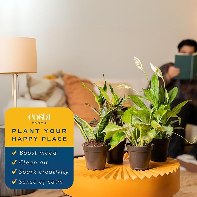 Costa Farms Live Indoor Plant Bundle in Plastic Pots, Easy to Maintain, Air Purifying Houseplants, Assorted Varieties, Room or Home Decor, House Warming Gift, 8-12 Inches Tall, Pack of 6