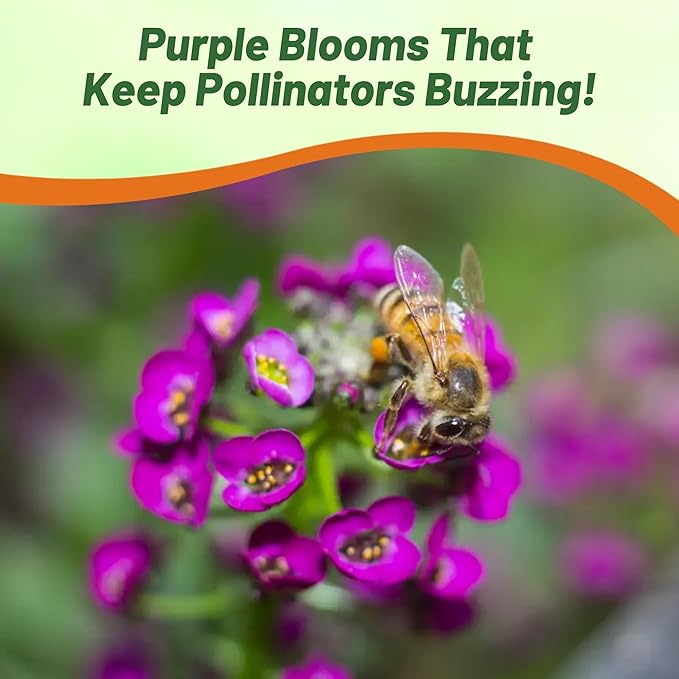 Outsidepride Oriental Nights Alyssum Seeds - 10000 Pcs Annual, Drought-Tolerant & Pollinator-Friendly Ground Cover Seeds w/Fragrant Honey Blooms for Low-Growing Xeriscaping & Outdoor Planting
