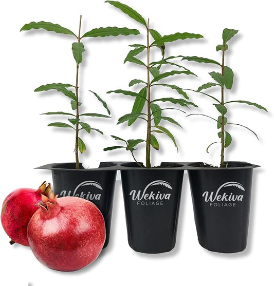 Pomegranate Tree Variety Pack - 3 Live Starter Plants - Growers Choice - Edible Fruit Bearing Tree for The Patio and Garden