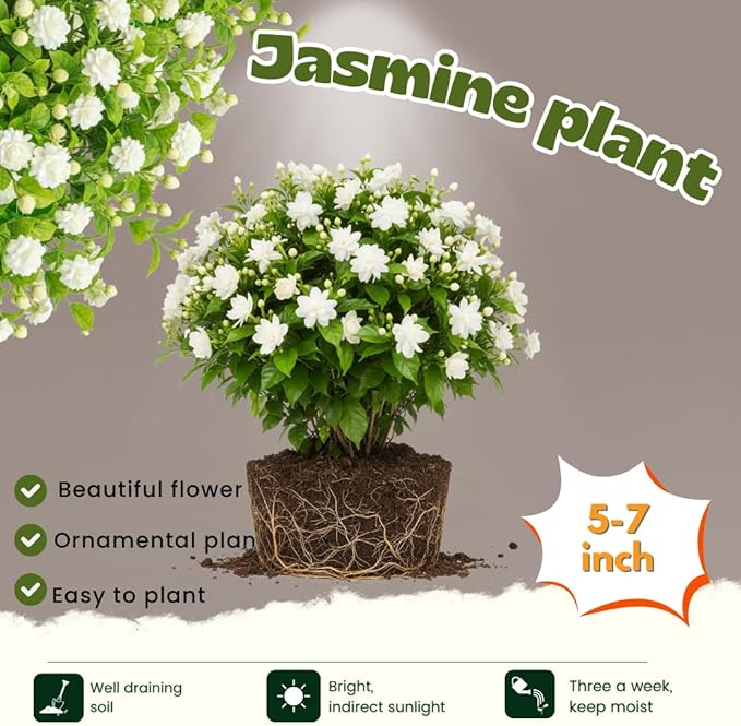 2 Jasmine Plants Live, Climbing Jasmine Flower Plant, Zone 4 to 11, 5 to 7 Inc in Height (Maid of Orleans)