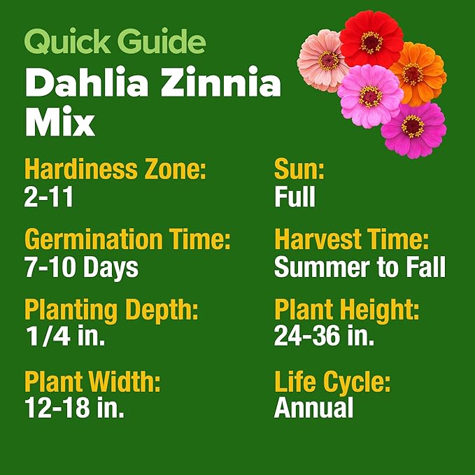 HOME GROWN 𝗨𝗦𝗔 𝗣𝗥𝗘𝗠𝗜𝗨𝗠 Zinnia Dahlia Seeds Pack for 2026 – 524 𝗡𝗢𝗡-𝗚𝗠𝗢 Flower Seeds | Vibrant Zinnia Elegans for Pollinator Gardens, Borders & Containers | Easy-to-Grow Outdoor Blooms