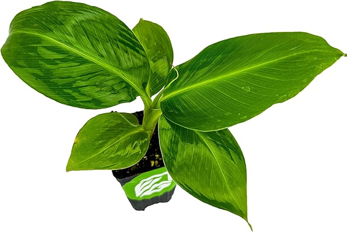 Truly Tiny Banana Live Plant - Musa 'Truly Tiny' by Wellspring Gardens - Petite Beauty, Edible Bananas, Red Variegation, Outdoor Banana Tree, Homegrown Edible Bananas - Starter Plant