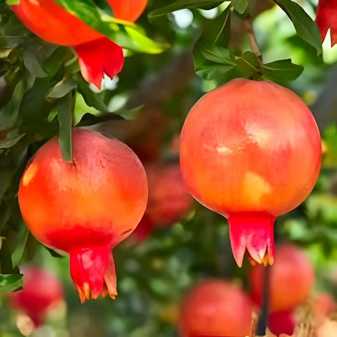 Eversweet Pomegranate Tree Live Plant – Seedless Sweet Pomegranate Plant for Home Garden, Orchard & Outdoor Growing, Hardy Fruit Trees for Sale (2 Gallon/Potted/Set of 2 Plants)