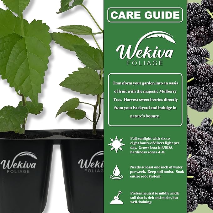 Illinois Everbearing Mulberry Tree - 2 Live Starter Plants - Morus - Edible Fruit Tree for The Patio and Garden