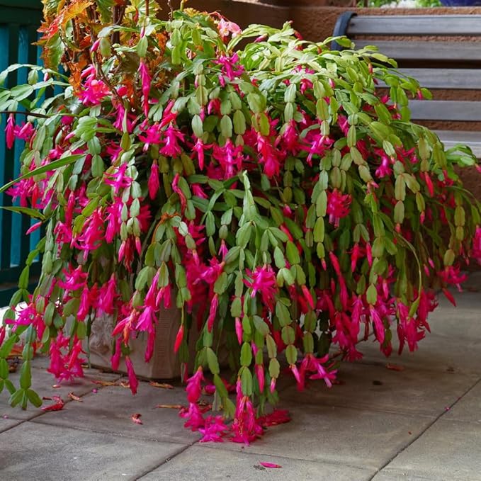 Christmas Cactus Plants Live, Thanksgiving Cactus Easter Cactus Like, 4-8 Inc Tall, Cold Hardy, Holiday Cactus for Indoor Outdoor Planting, Starter Size (Vibrant Pink)