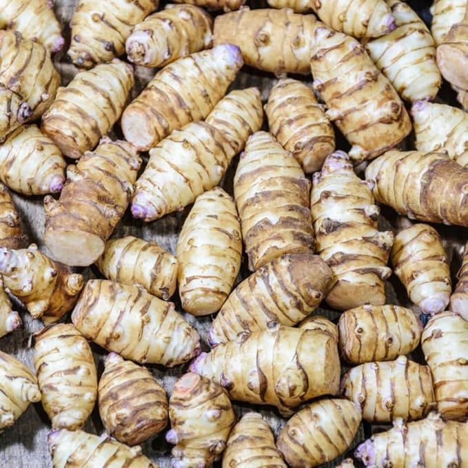 1Lb Jerusalem Artichokes for Planting, Jerusalem Artichoke Tubers, Fresh Sunchokes Sunroots, Hardy Perennial Edible Roots for Outdoor Garden