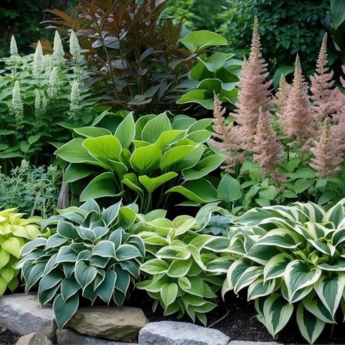 6 Mixed Color Hosta Plants for Growing - Growers Choice, Easy to Grow Hosta Rootstock (6 Plants)