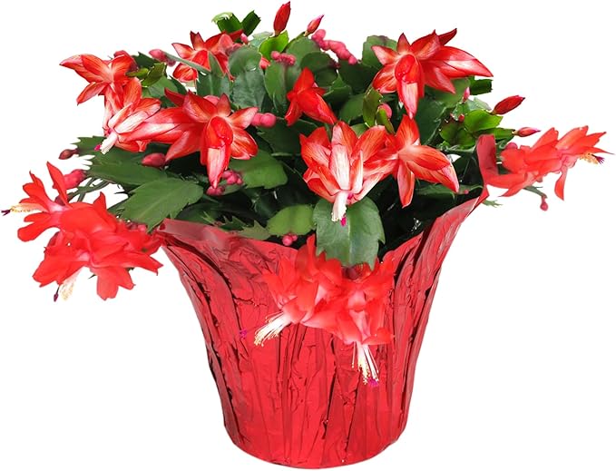 Green Circle Growers Live Christmas Cactus in 6-Inch Decorative Pot – Holiday Blooming Houseplant, Easy Care Indoor Décor