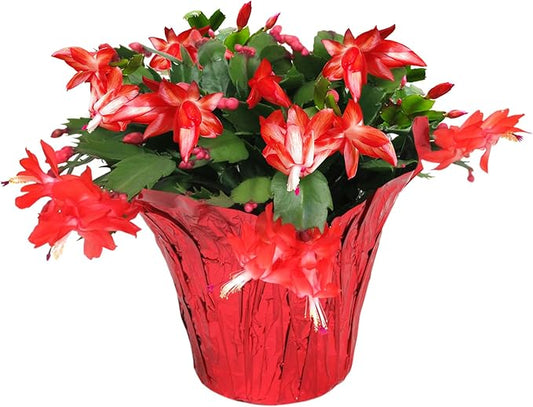 Green Circle Growers Live Christmas Cactus in 6-Inch Decorative Pot – Holiday Blooming Houseplant, Easy Care Indoor Décor
