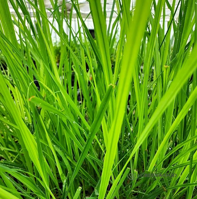 Greenwood Nursery: Live Perennial Plants - Grosso Lavender + Lavandula x Intermedia - [Qty: 3X 3.5 Pots] - (Click for Other Available Plants/Quantities)