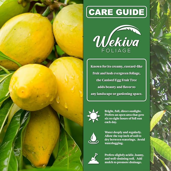 Canistel Egg Fruit Tree - Live Plant in a 3 Gallon Growers Pot - Pouteria Campechiana - Beautiful Edible Fruit Bearing Tree for Patio and Garden