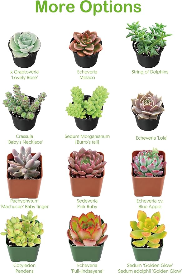 Live Succulents 'String of Bananas' (4-inch), Succulent Plants Fully Rooted in Pots with Soil, Easy-Care House Plant for DIY, Home Office Decor, Wedding Party Favor